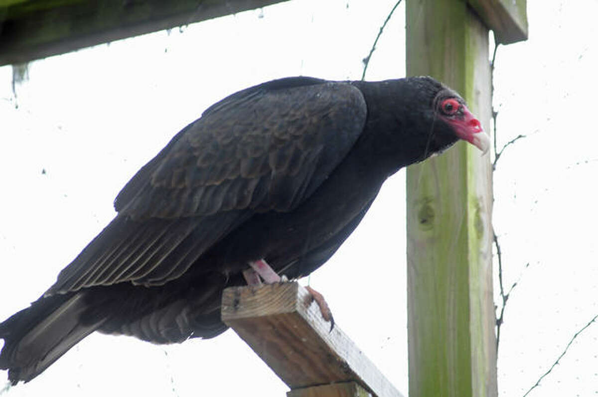 Isaac Newton, a turkey vulture, won last year's Critter of the Year contest at the TreeHouse Wildlife Center in rural Dow. Vote has begun in this year's contest.