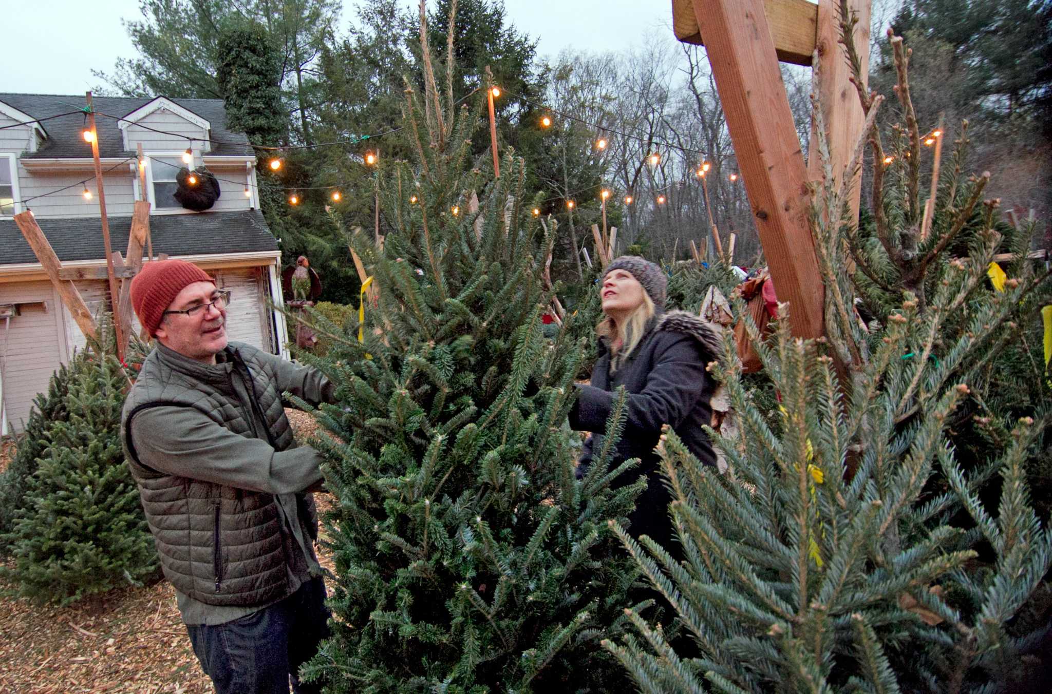 Looking To Get A Christmas Tree In Stamford? Here Are Some Options.