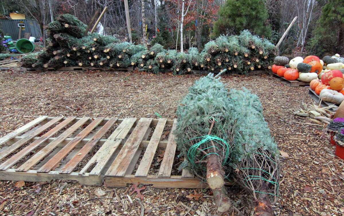 Looking to get a Christmas tree in Stamford? Here are some options.