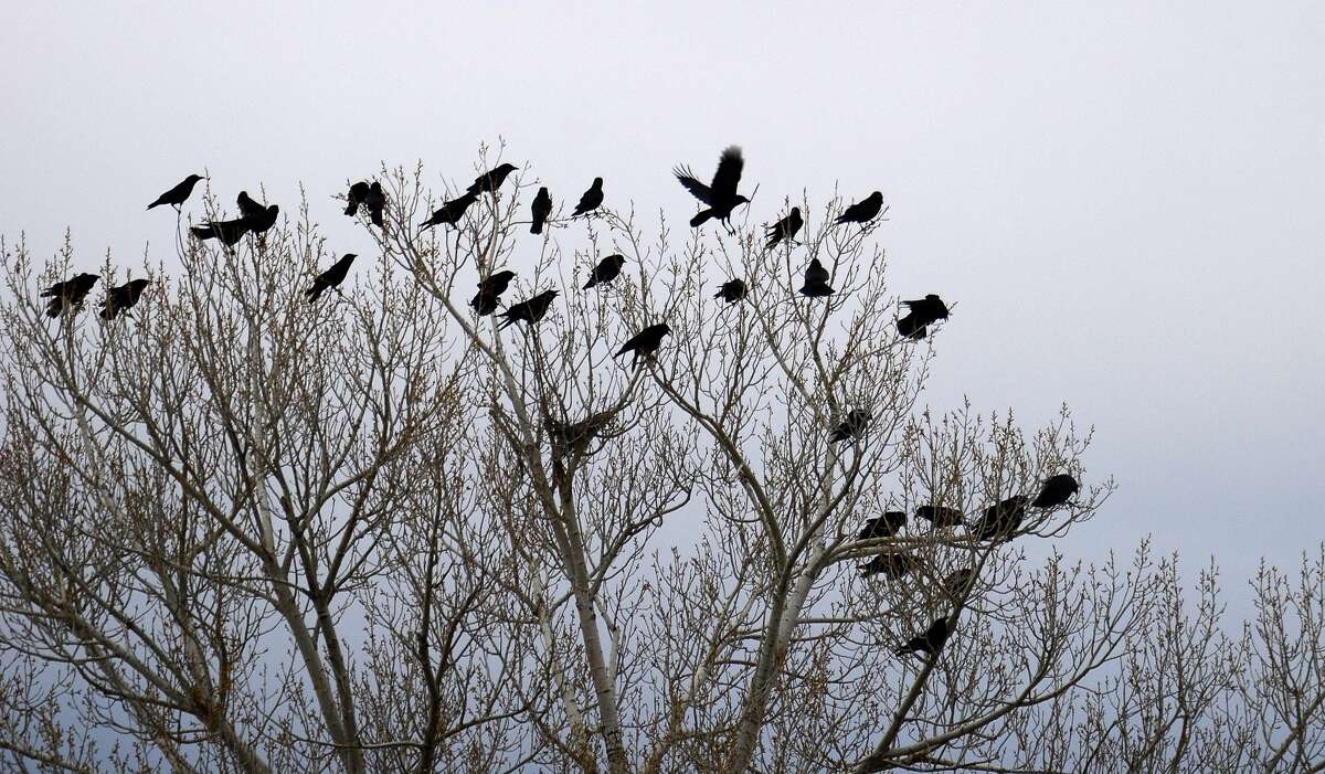 Why do we see so many crows in the Bay Area this time of year? 