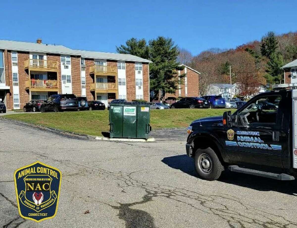 Animal Control began an investigation on Nov. 27, 2021, into a report of possible animal cruelty, following a social media post from the day before about three kittens allegedly left in a dumper in Naugatuck, Conn.