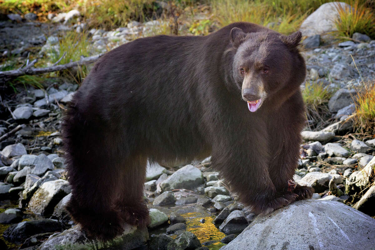 During the Caldor Fire, bears took advantage of an evacuated South Lake Tahoe and broke into multiple homes while they were vacated.