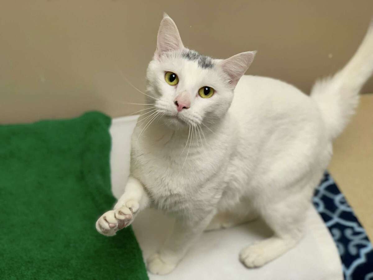 A royal cat is looking for a new home at the Connecticut Humane Society. Prince is a handsome 2-year-old kitty with an all-white fur coat except for a little gray “hat” on top of his head. He loves showing you his paws because they have extra thumbs. He’d probably be great at high-fives! Prince is very affectionate with people, and while he might not settle down on you as a lap cat, he will stand in your lap while purring and head-butting. He has some experience with kids and should be fine with youngsters of any age as long as they are gentle and respectful with pets. He would like to live with a dog and may be fine with other cats as well. If you can welcome Prince into your castle, learn more at CThumane.org/adopt. An online application can be found in each pet’s profile.