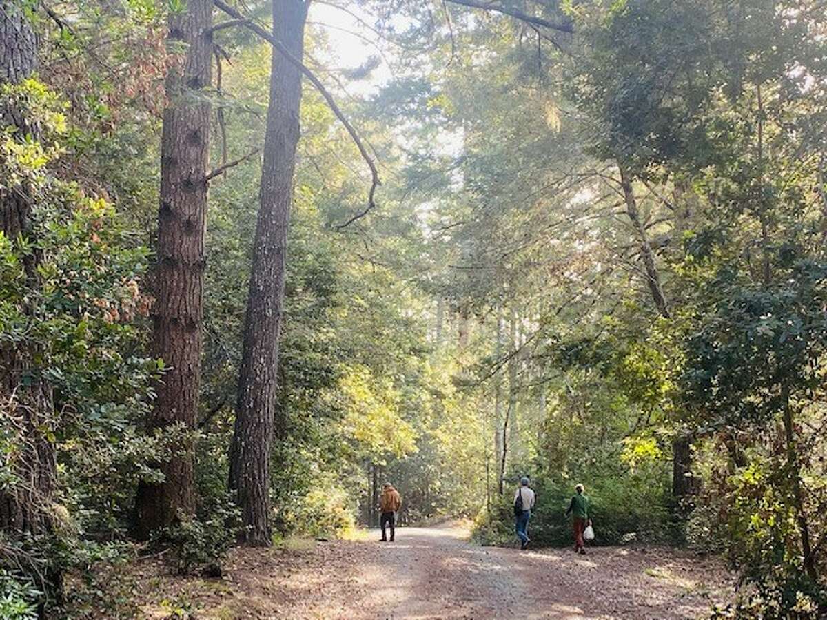 Mushroom collectors on a hike through Salt Point State Park.