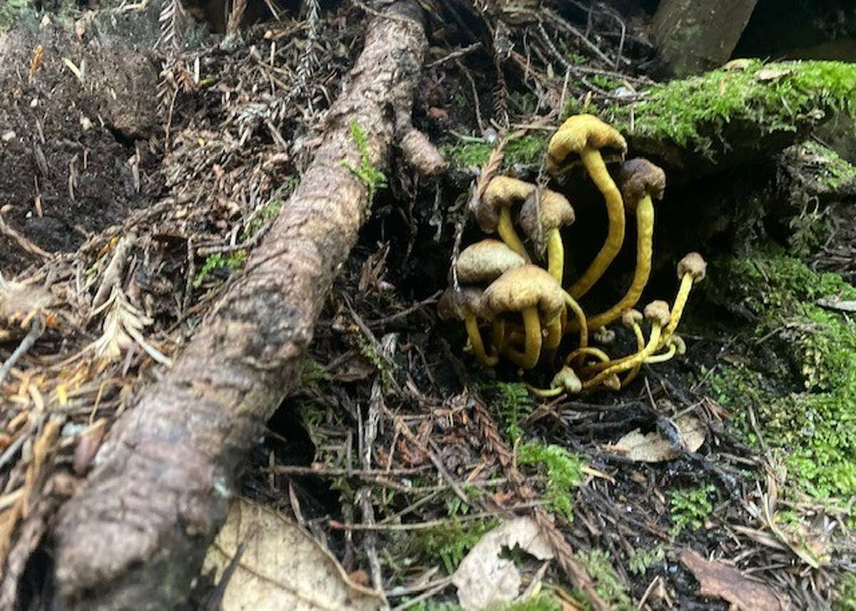 Mushrooms growing in Salt Point State Park.