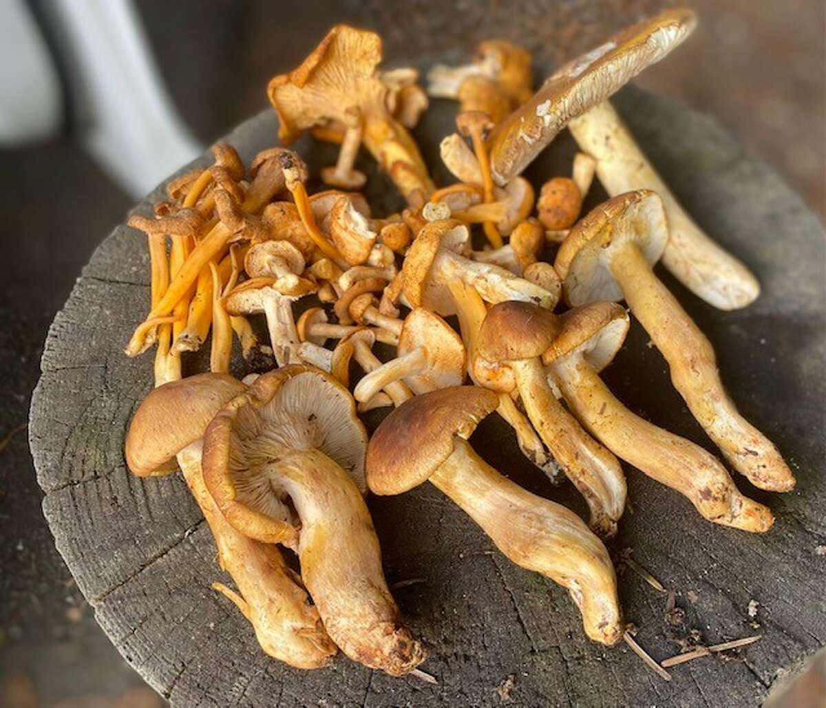 The spoils from one of Patrick Hamilton's mushroom gathering classes in Salt Point State Park.
