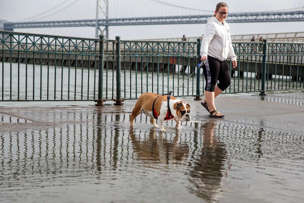 Buffy Craner Parada, with her dog Chucha, passes through puddles of water left behind by the king tide that swelled over the Embarcadero pier in San Francisco on Saturday.