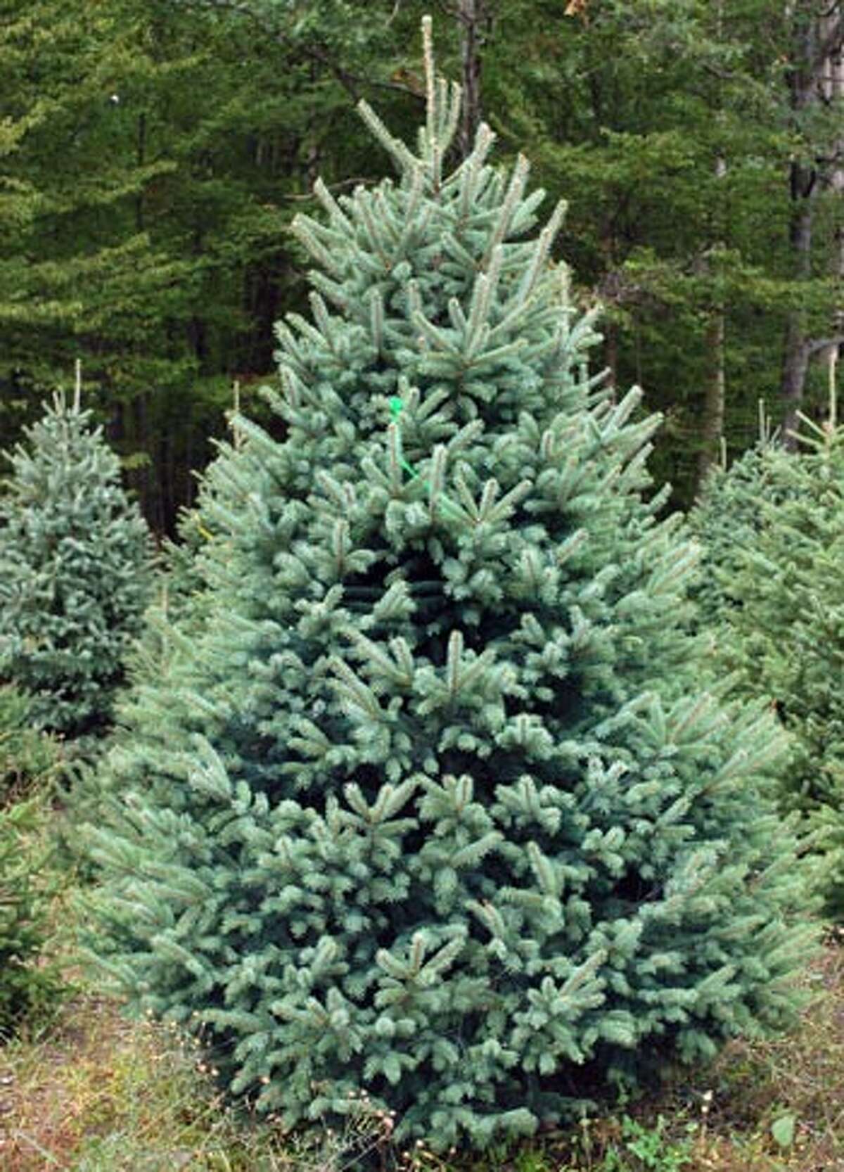 The demand for live Christmas trees from Michigan, Pennsylvania and Wisconsin is up.