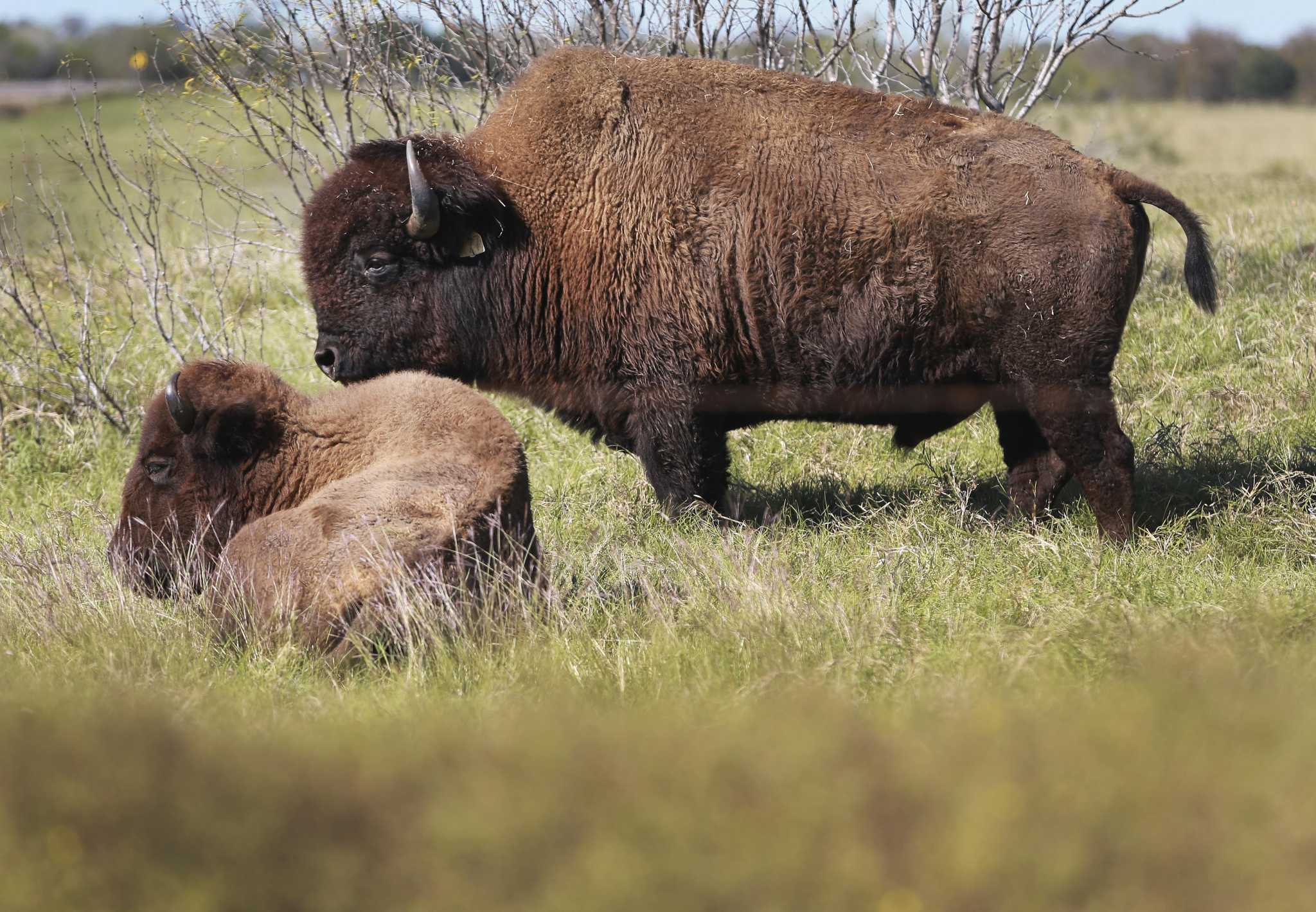 After over century, first herd of buffalo return to native lands of Lipan Apache - Vimarsana News