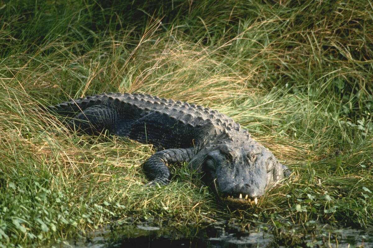 Texas Parks and Wildlife approved to remove the alligators in an Austin neighborhood after a resident in the area said she witnessed an alligator attacking a dog.   