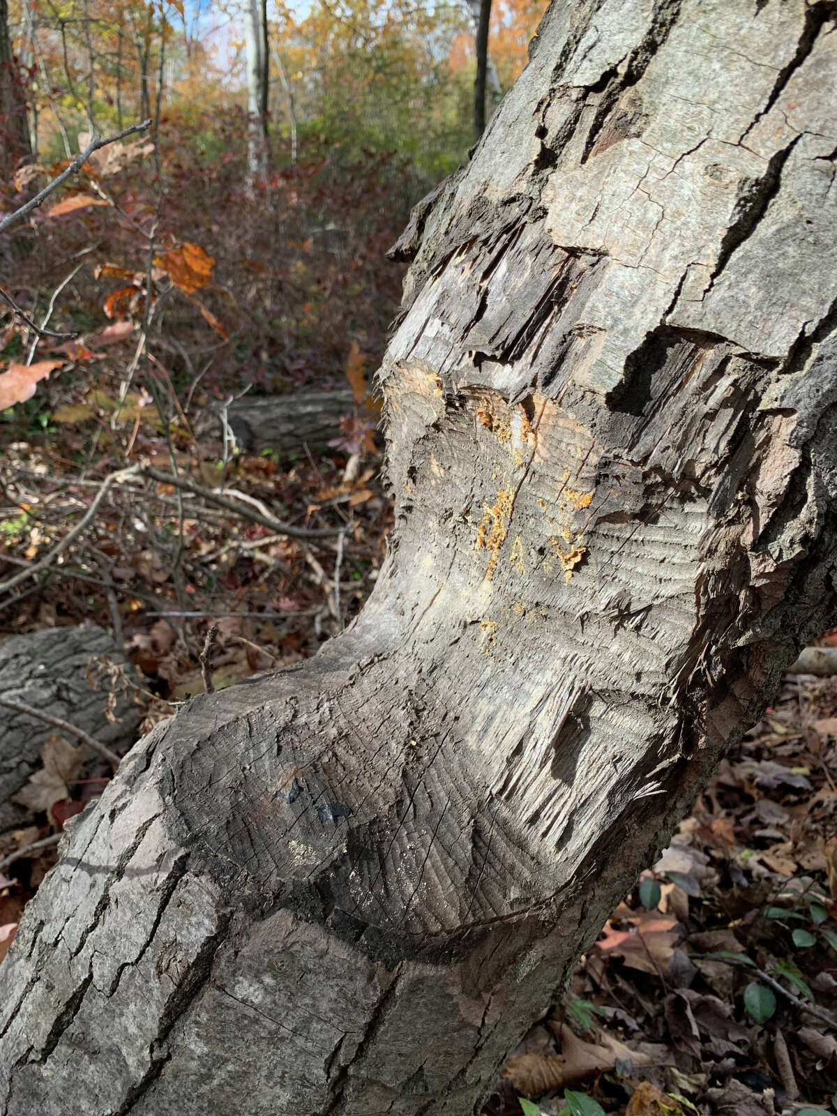 Bite marks on these trees near the Nature Center indicate the presence of beavers in the area. Spokesperson Kathy Kent said a beaver lodge and dam were spotted being built near on Nature Center property, with three beavers identified. 