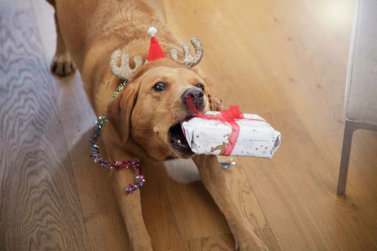 According to the 2021-2022 American Pet Products Association National Pet Owners Survey, 45 percent of dog owners and 35 percent of cat owners plan to buy holiday presents for their pets this year.
