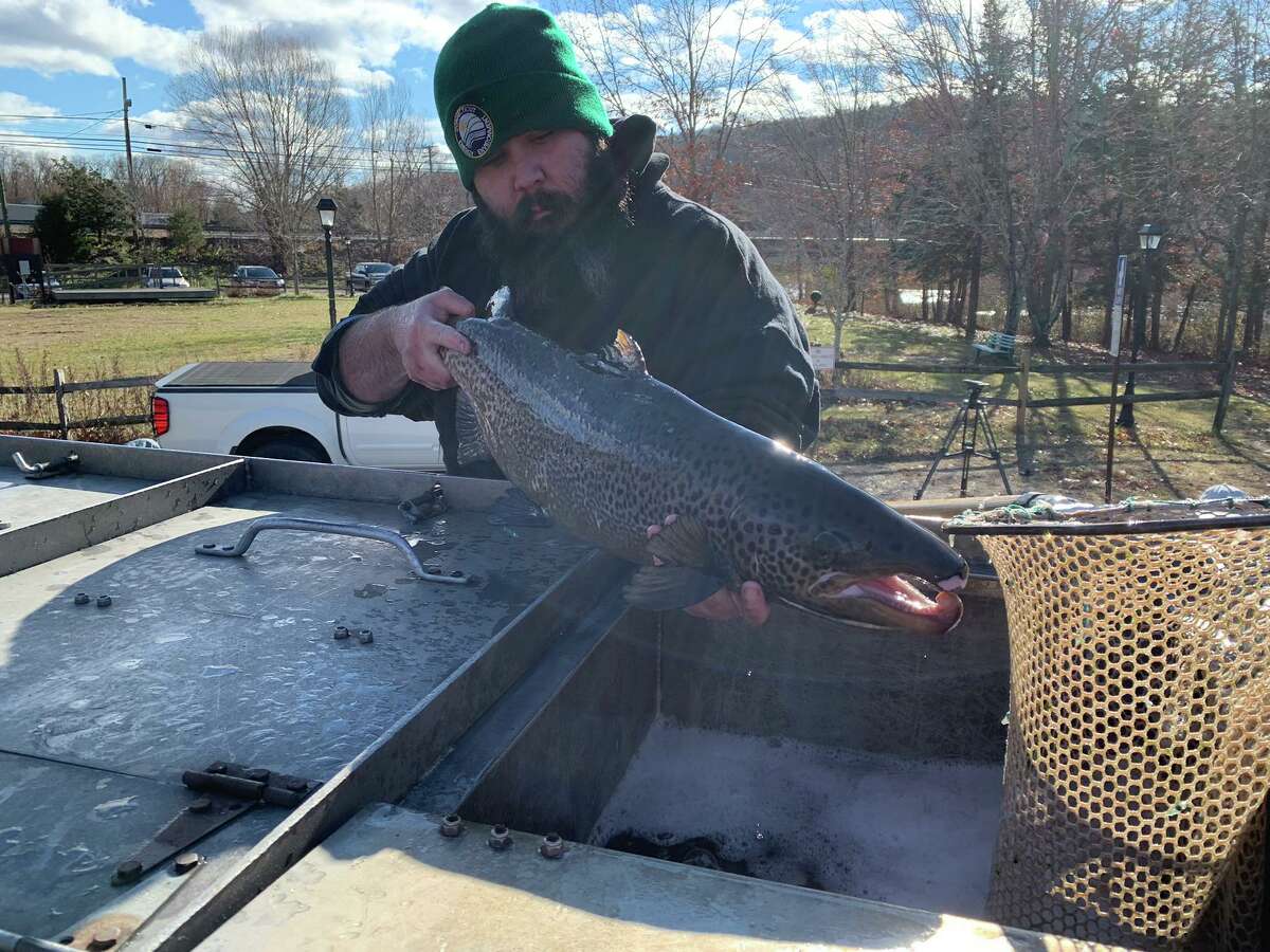Connecticut’s Department of Energy & Environmental Protection is nearing completion of its 2021 fall stockings of Atlantic salmon. DEEP’s Fisheries Division began stocking Atlantic salmon in early October, and nearly 1,400 salmon have been released so far with close to 150 left to stock.