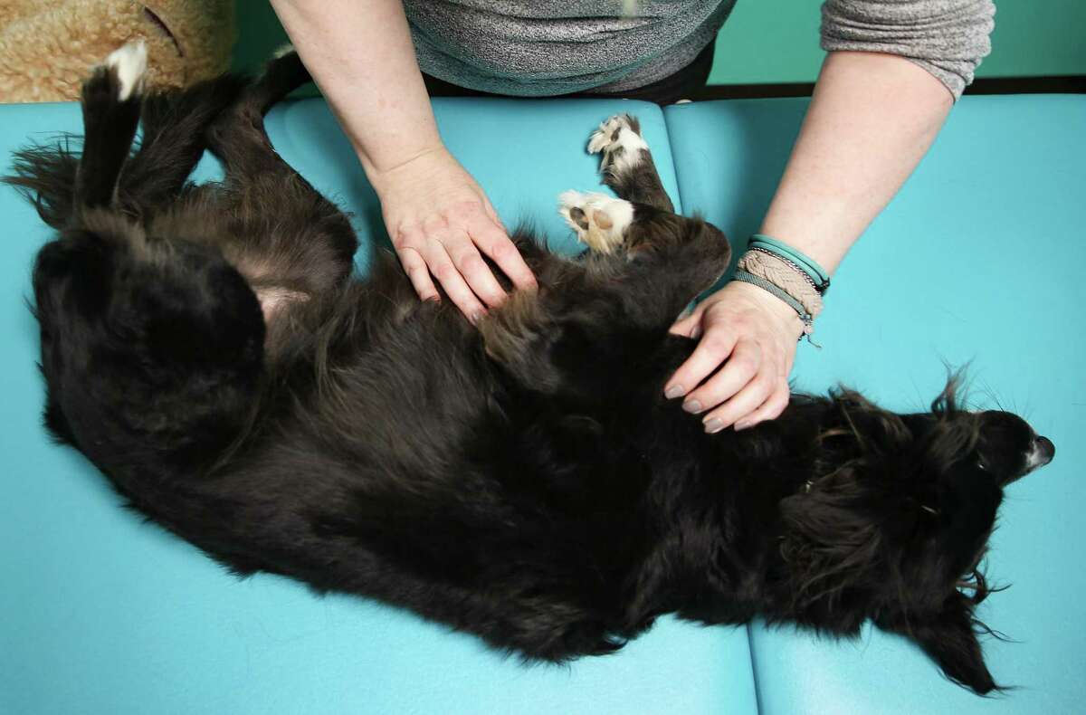 Canine massage can help to improve blood circulation and flexibility.
