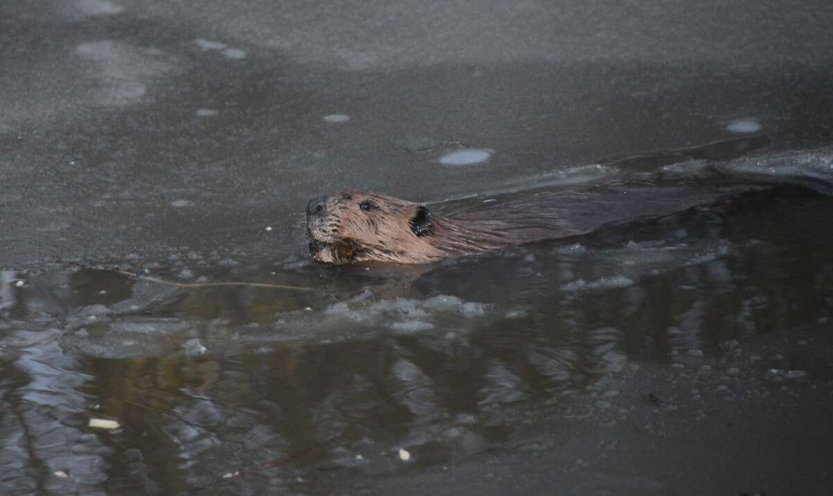 One of the beavers that was spotted near the Huron County Nature Center. Kathy Kent, a spokesperson for the center, said that three beavers have been seen, two adults and one younger one, called a kit. 