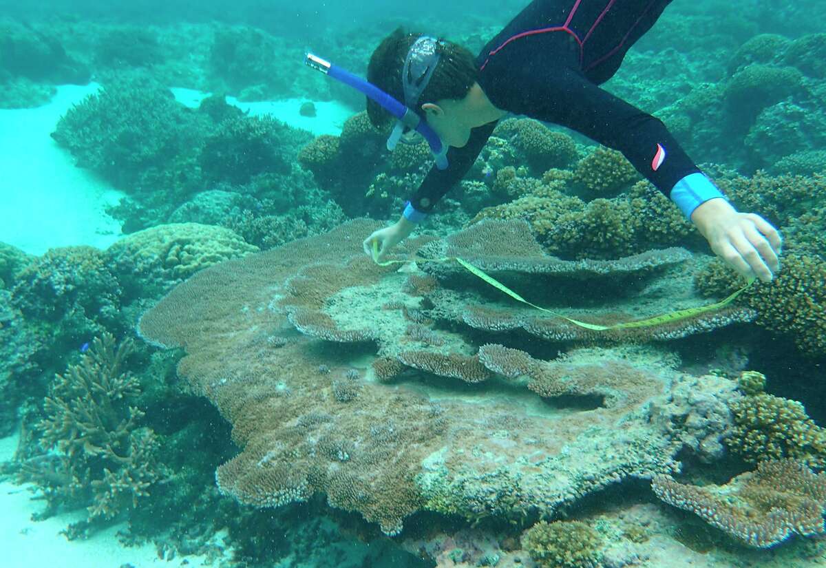 Elora López-Nandam, a researcher at California Academy of Sciences, examines a coral reef in American Samoa.