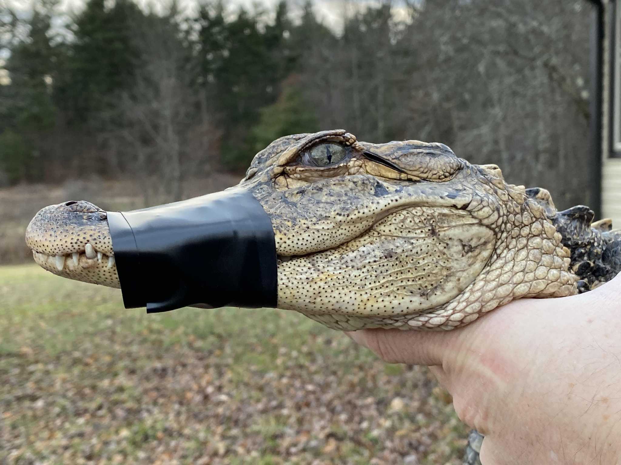 Officials Alligator caught near CT border