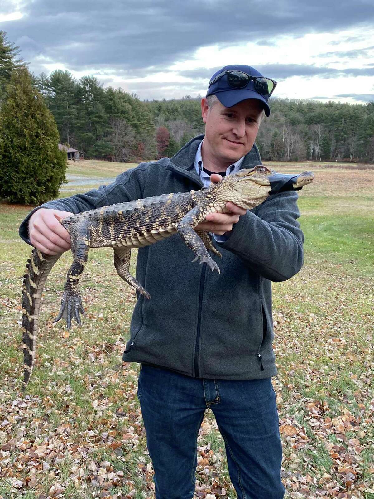 Joe Rogers, the Connecticut Valley District Supervisor for MassWildlife, holds an alligator that was caught by a persistent kayaker near the Westfield River Tuesday. The tape on the alligator’s muzzle is too prevent bites while being handled, MassWildlife said.