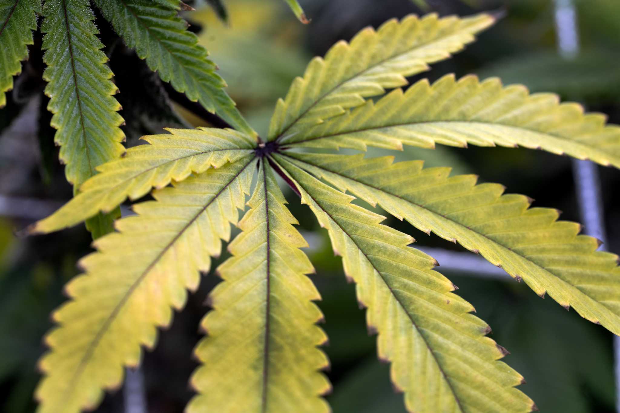 Businesses have more time to apply for CT cannabis licenses - Vimarsana News