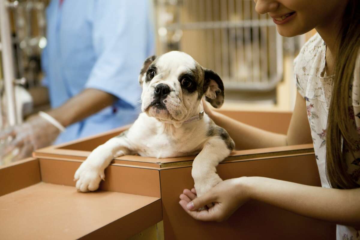 A ready to adopt puppy is held at an animal adoption center. 