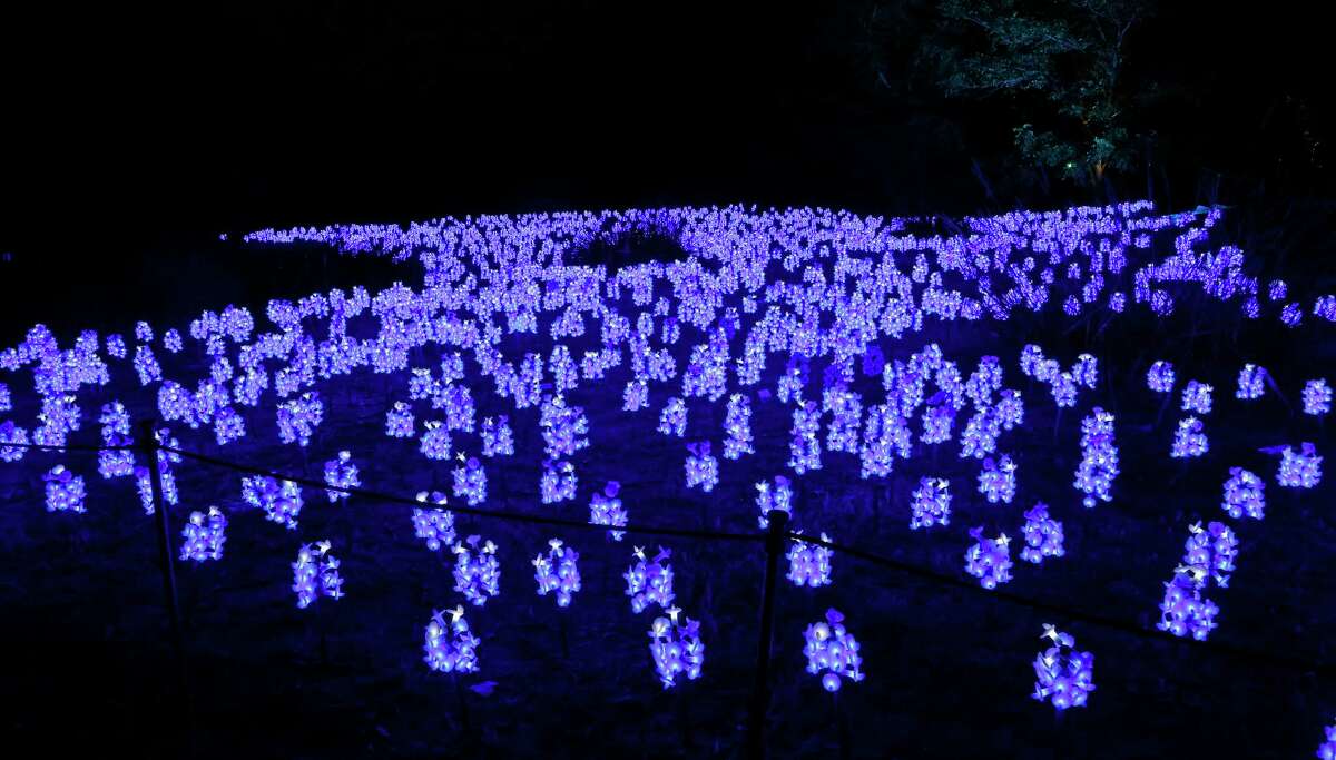The field of bluebonnets will be back in a new form when the Lightscape returns to the San Antonio Botanical Garden in November.