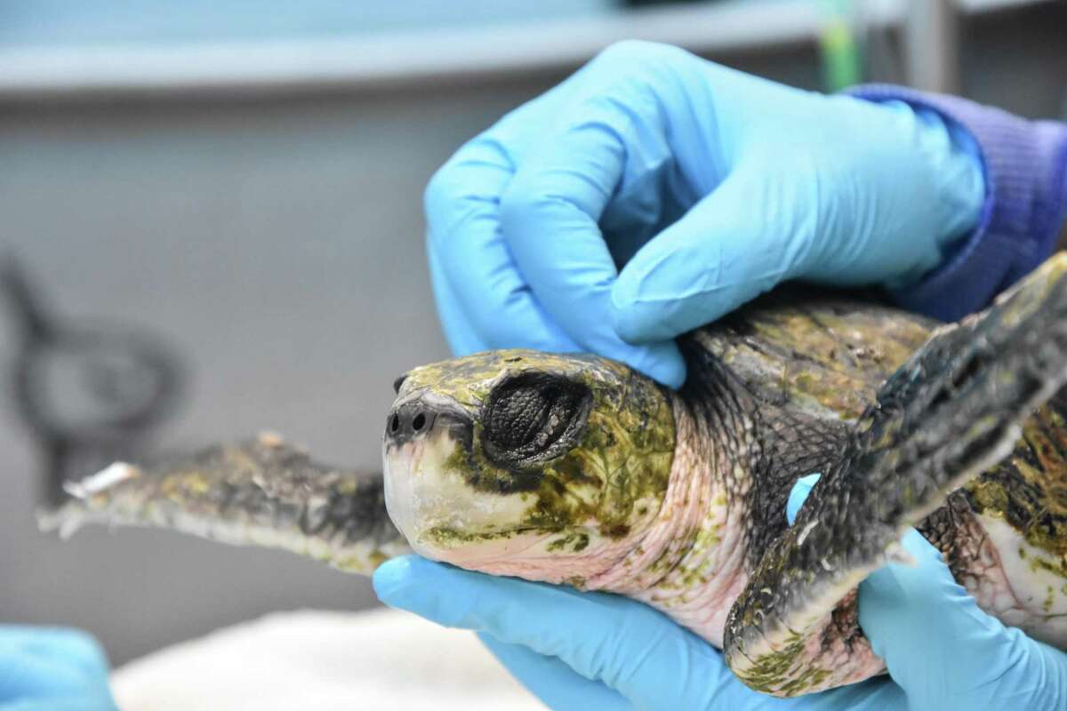 Six turtles, who washed up along beaches in Massachusetts, are recovering at Mystic Aquarium in Mystic, Conn., and are expected to be returned to the wild.