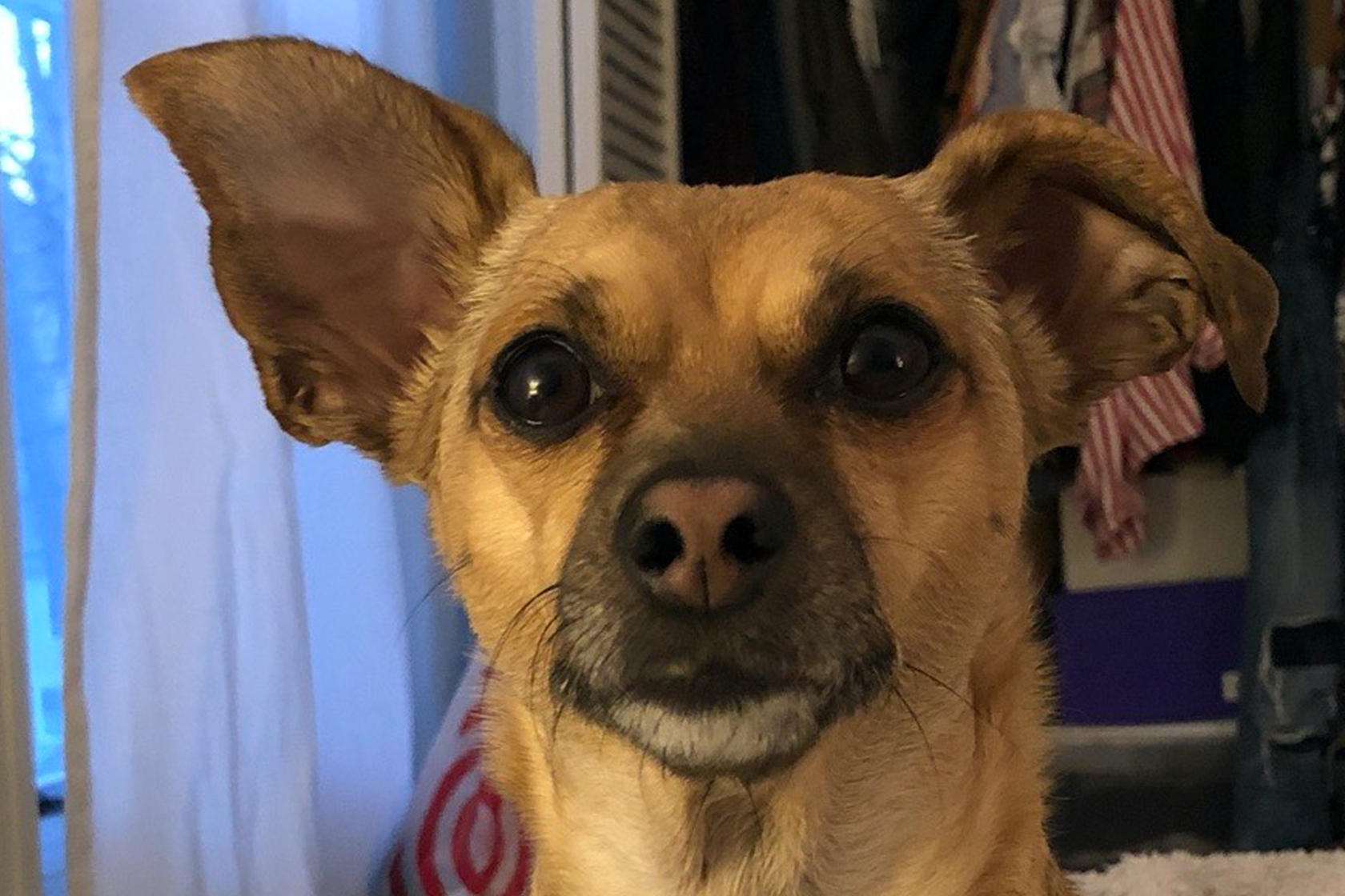 Dog treats, toys, and clothes (as reviewed by my 12-pound dog) - Vimarsana News