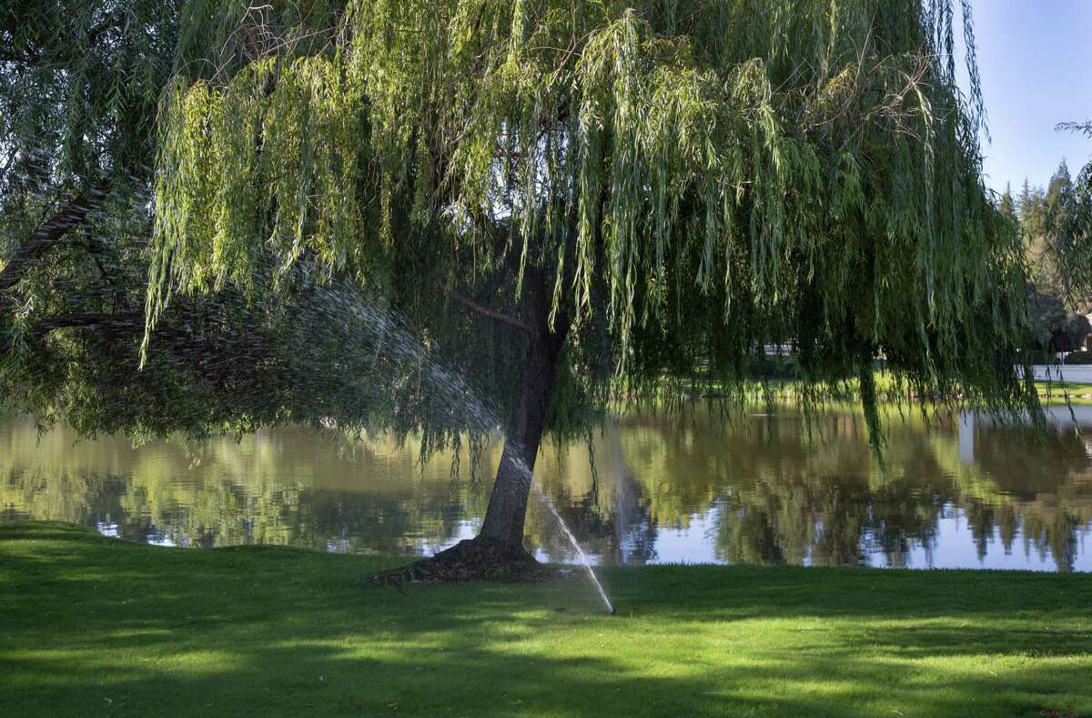 A gated community near Granite Bay (Placer County) features well-watered green lawns, a fountain and a lake despite an extreme drought and calls to cut back on water usage.