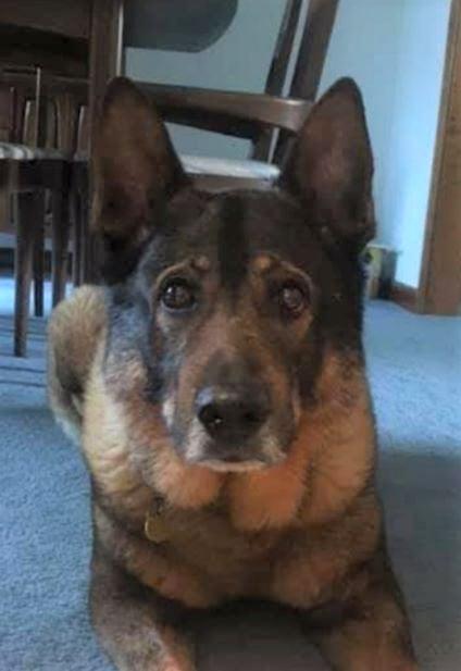 Retired CT state police K-9 dies at 14 - Vimarsana News