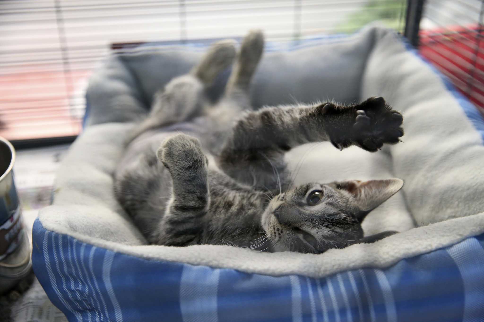 Puppy mills fuel discussion of San Marcos ban on dog, cat sales at