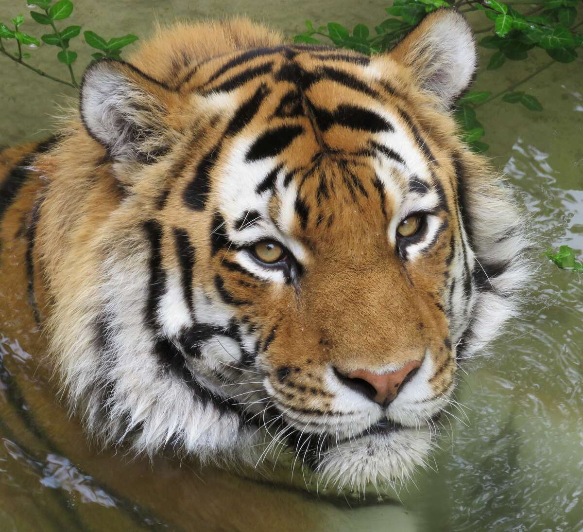 The tiger that passed away was an Amur tiger name Waldemere. He had a "brief, but serious illness," along with an "age related joint disease, and dental disease," the zoo stated.