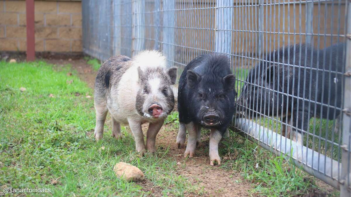 ACS found Thing 1 and Thing 2 after a good Samaritan contained the roaming pigs in the backyard of a vacant home south of Pleasanton Road and West Harding on Thursday, December 9.