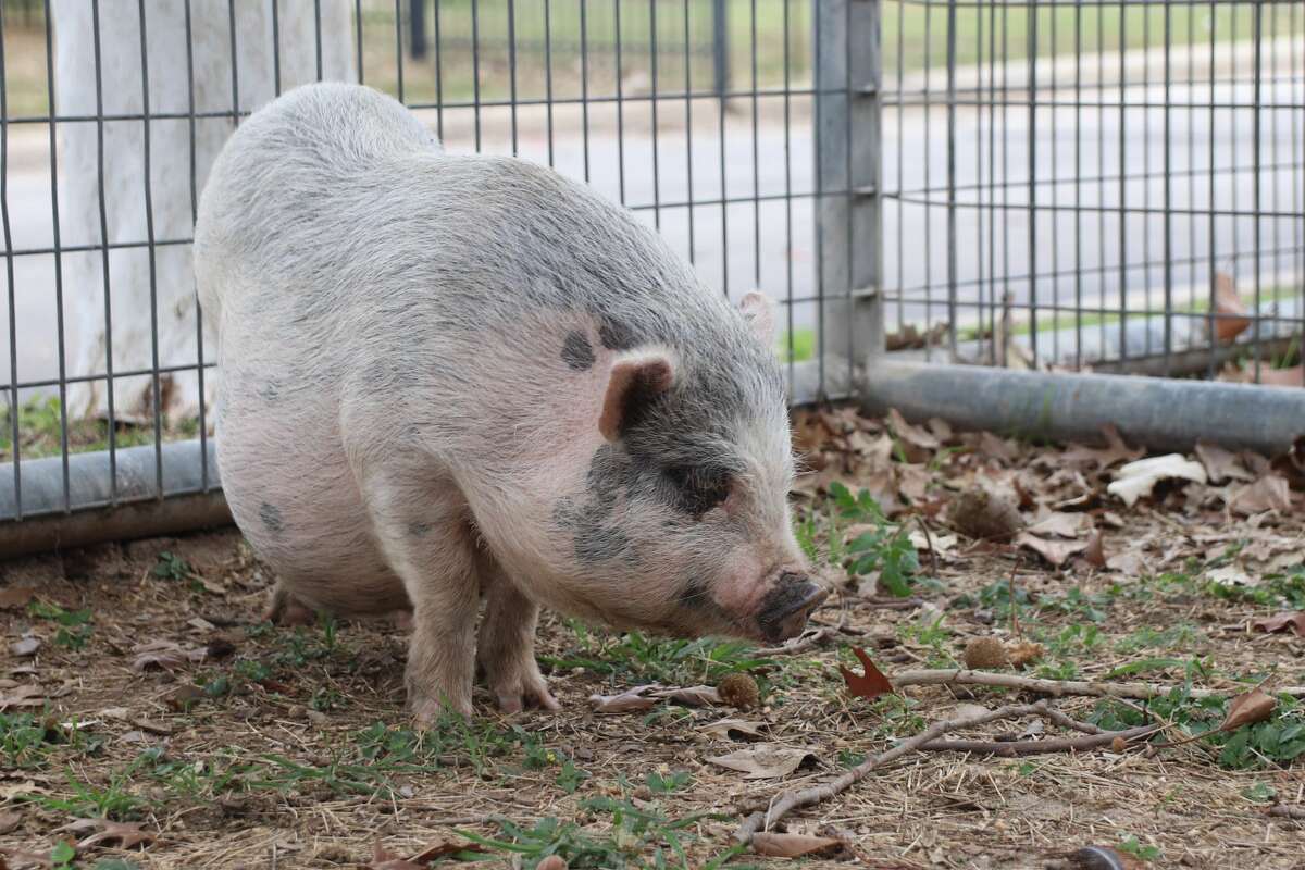 Owning a pig within city limits is a Class C offense, punishable by fines of around $ 300 on average.