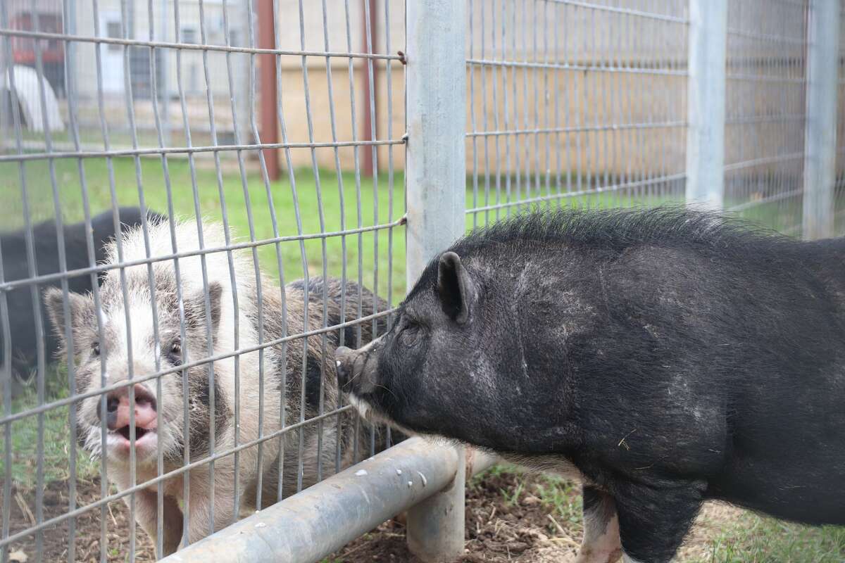 Babe and Thing 1 were two pigs found by ACS wandering around San Antonio. 