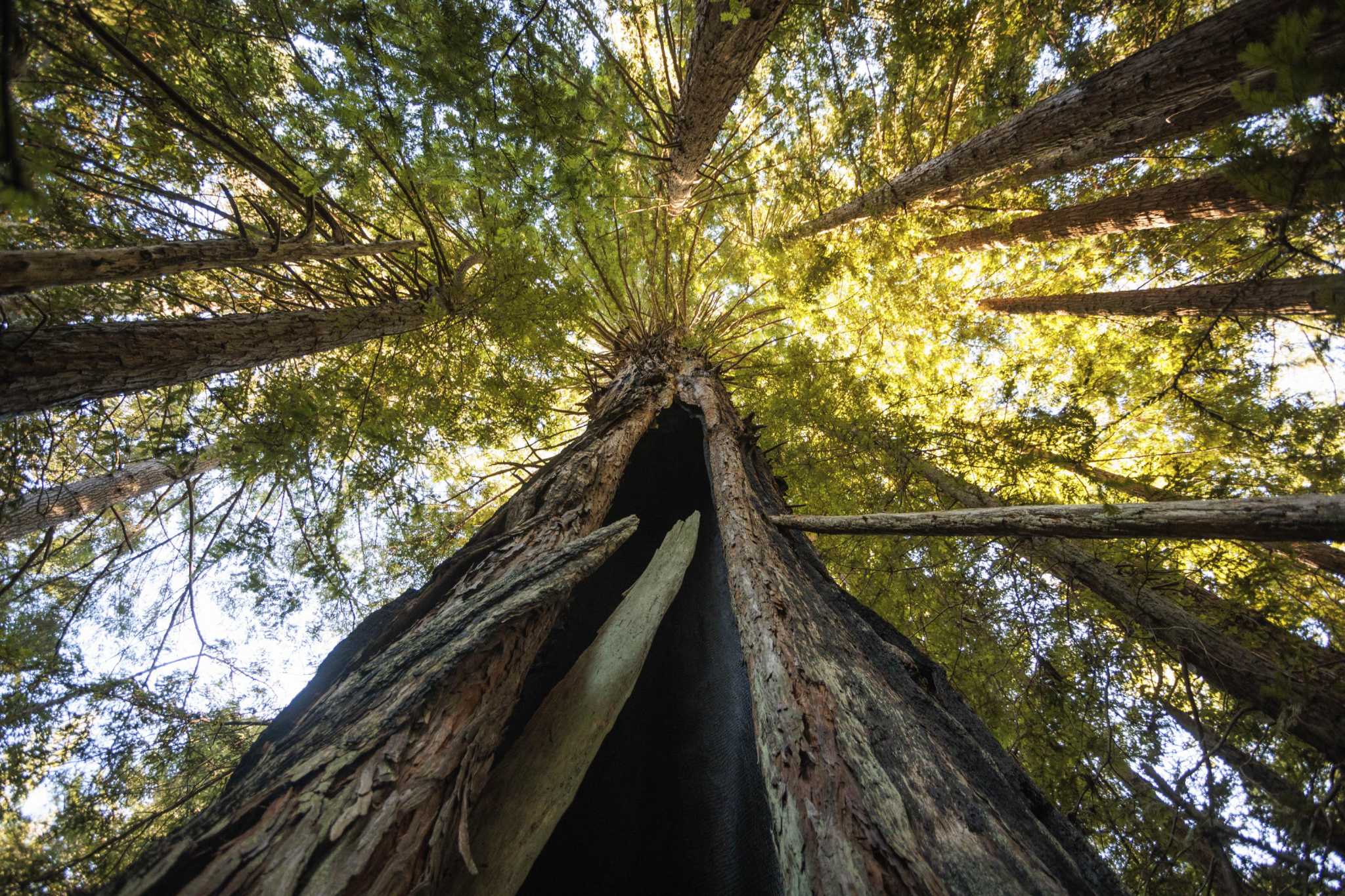 What City Is The Redwood Forest In California