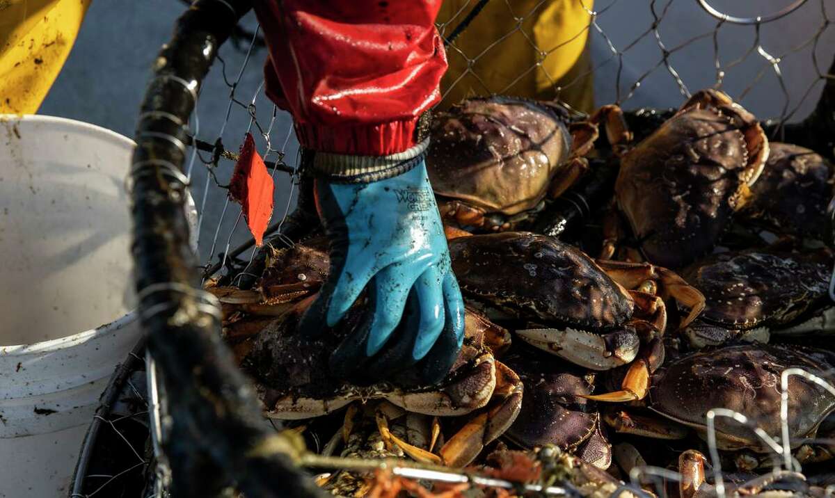 Michael Cabanas retrieves a Dungeness crab from a pot aboard the Huli Cat in Half Moon Bay earlier this year. After delays, the state Department of Fish and Wildlife announced Thursday that commercial fishing can begin on Dec. 16 on the Central Coast.