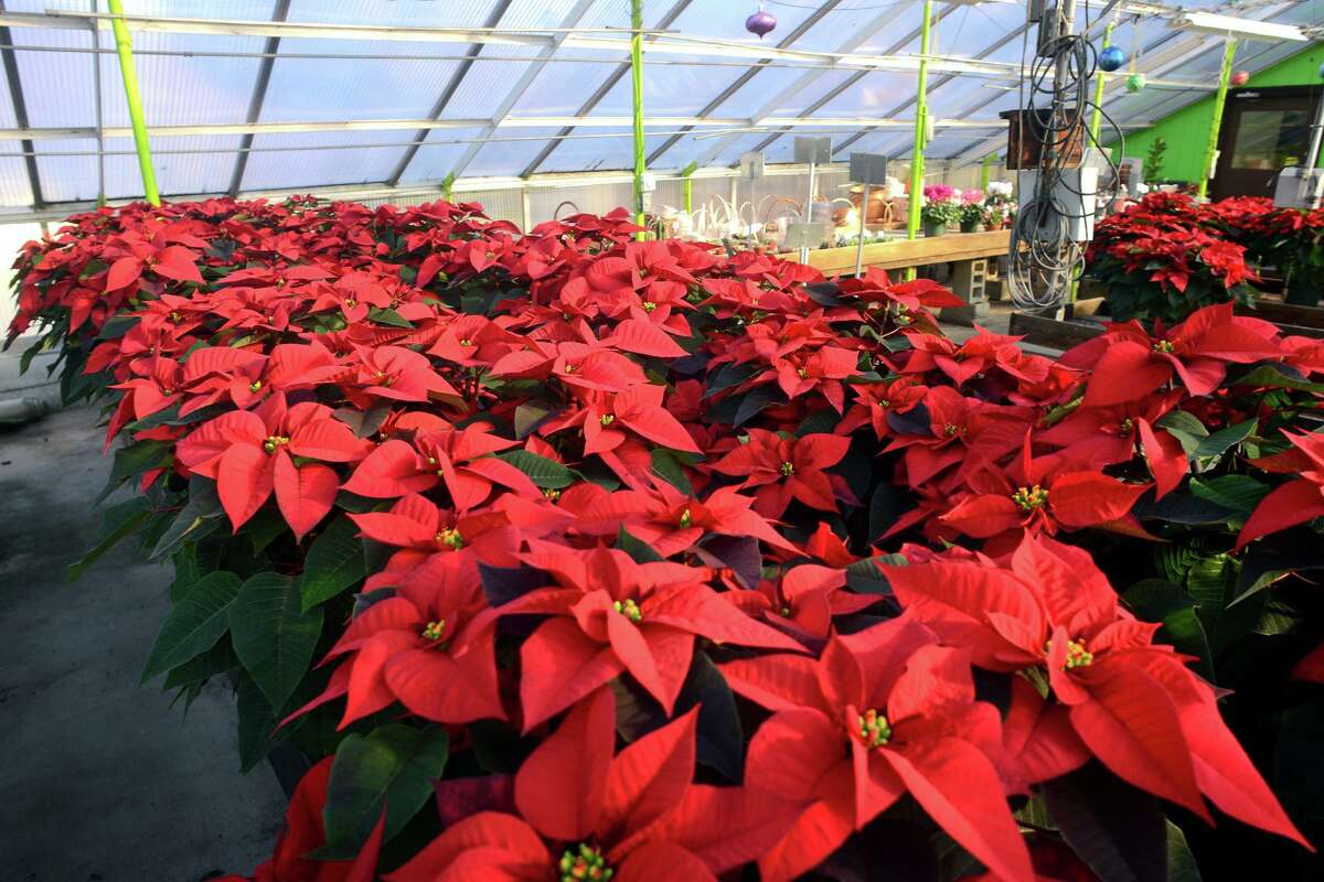 Poinsettias ready for the holidays in the greenhouse at Town Line Florist, in Trumbull, Conn. Nov. 29, 2021. Michael Potter advises to keep potting soil of poinsettias and other holiday plants moist, but never extremely wet. Protect the plants from heat vents. All potted holiday plants need natural light and do best when not exposed to direct sun.
