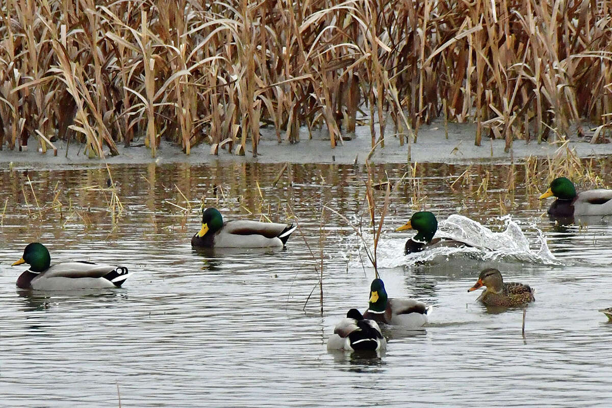 One particularly fun-loving duck makes a splash while others seem content to float along.