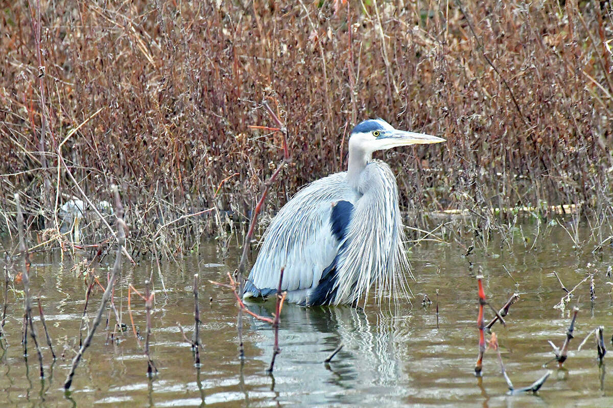 A fine-feathered fellow shows off his wings while relaxing in the chilly waters of a pond near Waverly.