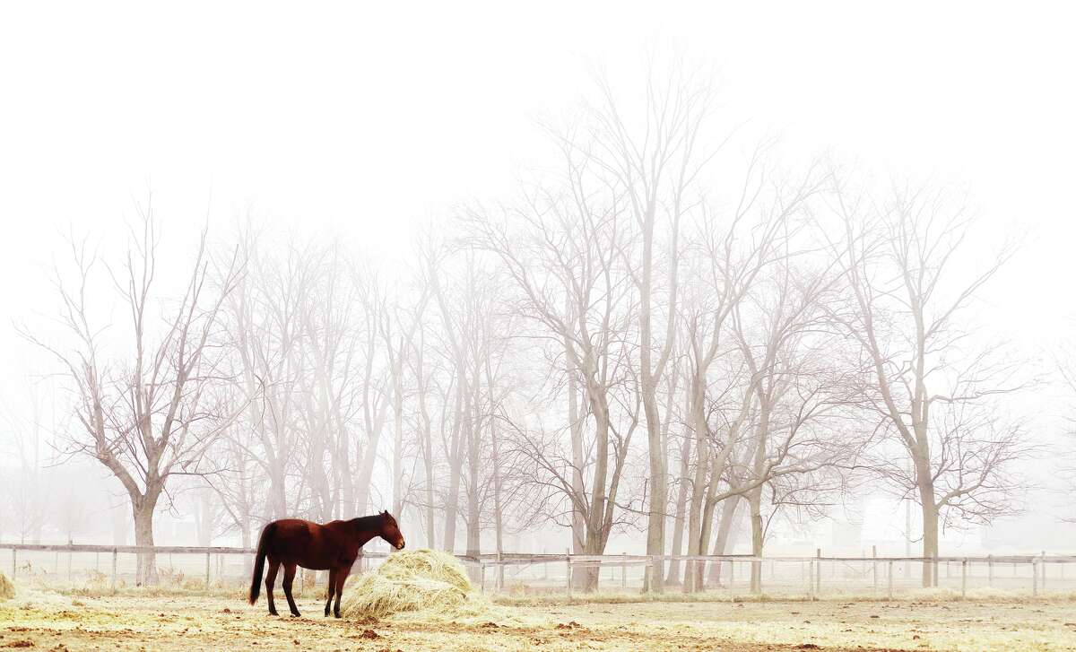 John Badman|The Telegraph It was a heavy fog morning across the area Friday and it didn't clear off until midday. A horse, slowly grazing on hay, stands out from the foggy surroundings at Godfrey's Beverly Farms riding stable on Humber Road.