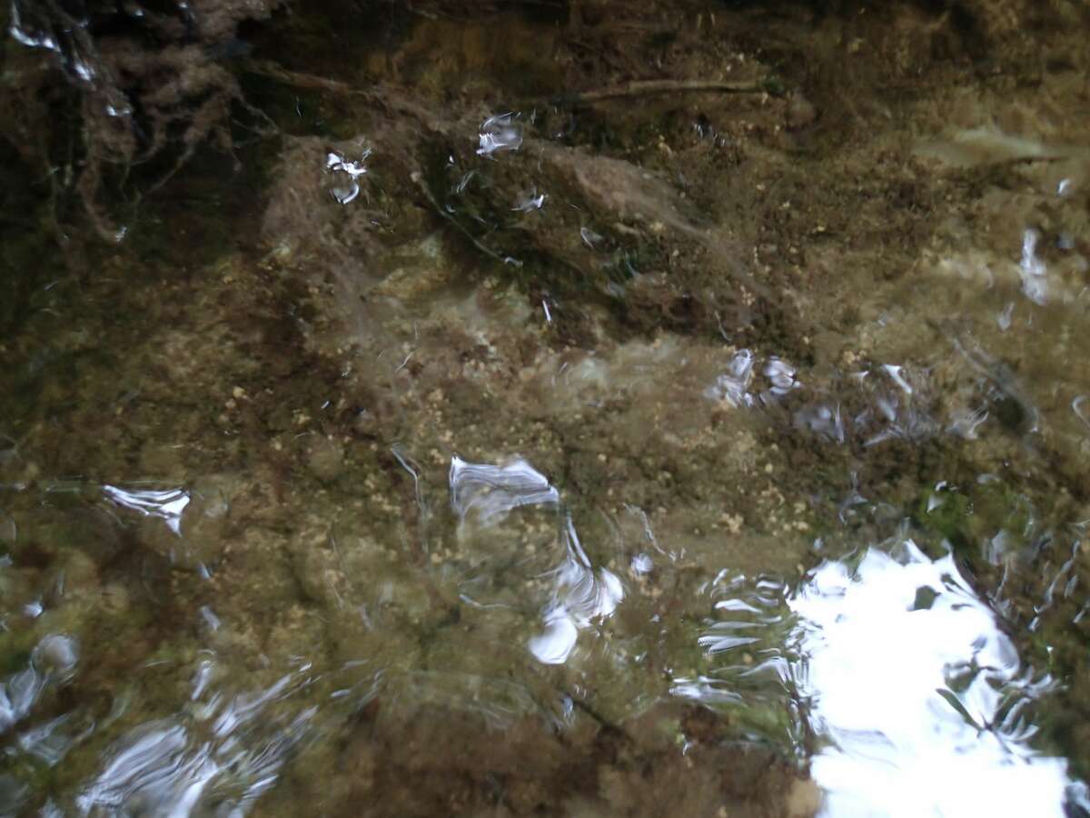 Pictured are didymo strands on substrate in the St. Marys River.