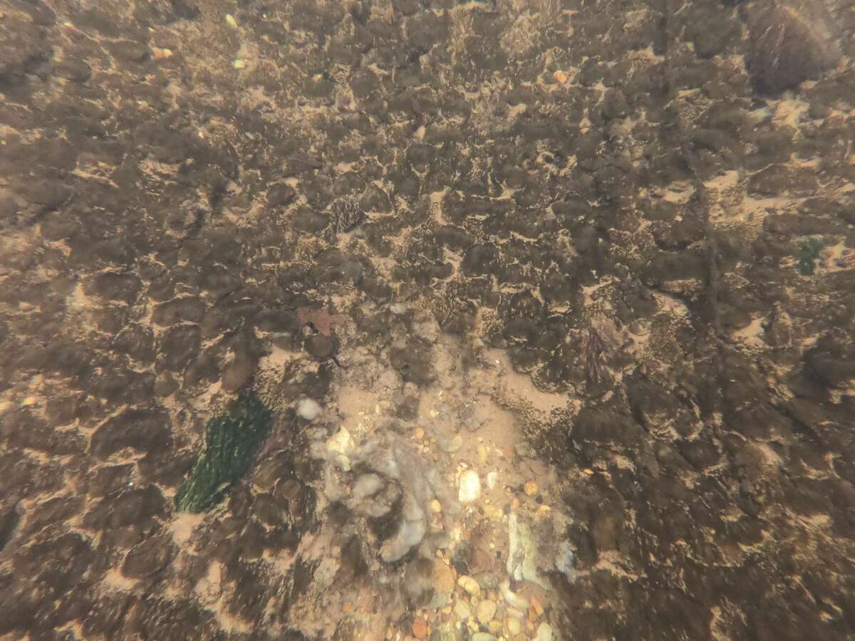 Didymo growth on gravel in the Manistee River appears dark brown. Areas where thick growth sloughs off looks woolly and light tan, exposes clean substrate underneath.