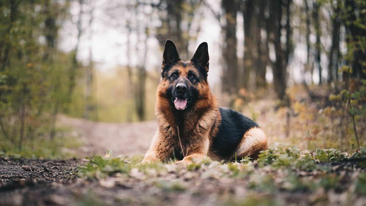German Shepherds are the most popular dogs in Hollywood according to a recent study.