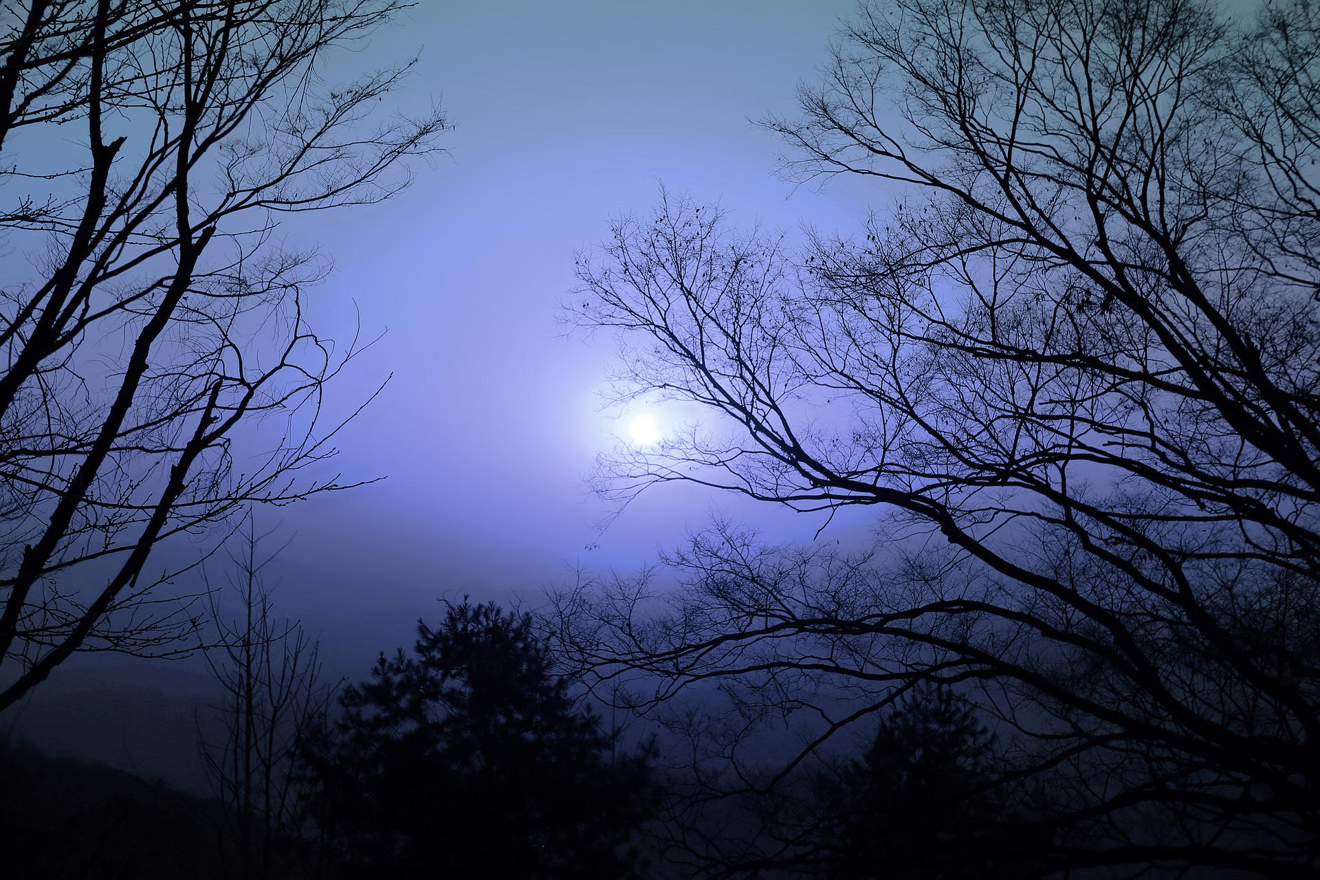 Washington institute holding evening moonlit walk - Vimarsana News
