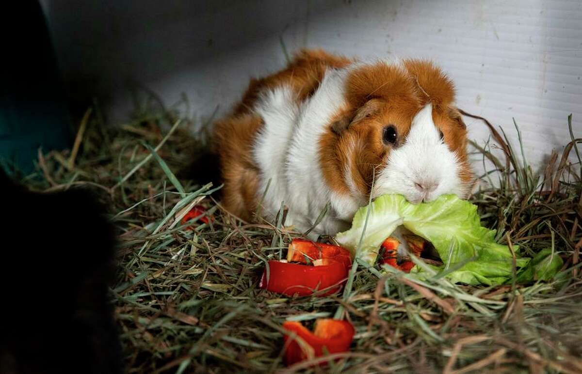A guinea pig munches on veggies at Ratical Rodent Rescue in Vallejo, which has had dozens of pets left at its door.