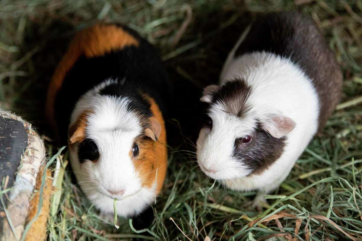 A group of guinea pigs sit in their enclosure at Ratical Rodent Rescue in Vallejo, Calif. On Thursday, December 2, 2021. Ratical Rodent Rescue has seen people surrender or throw smaller animals than usual with adoptions down significantly .  They have cages full of little critters and are looking to become a sanctuary with more outdoor space because they have so many animals.