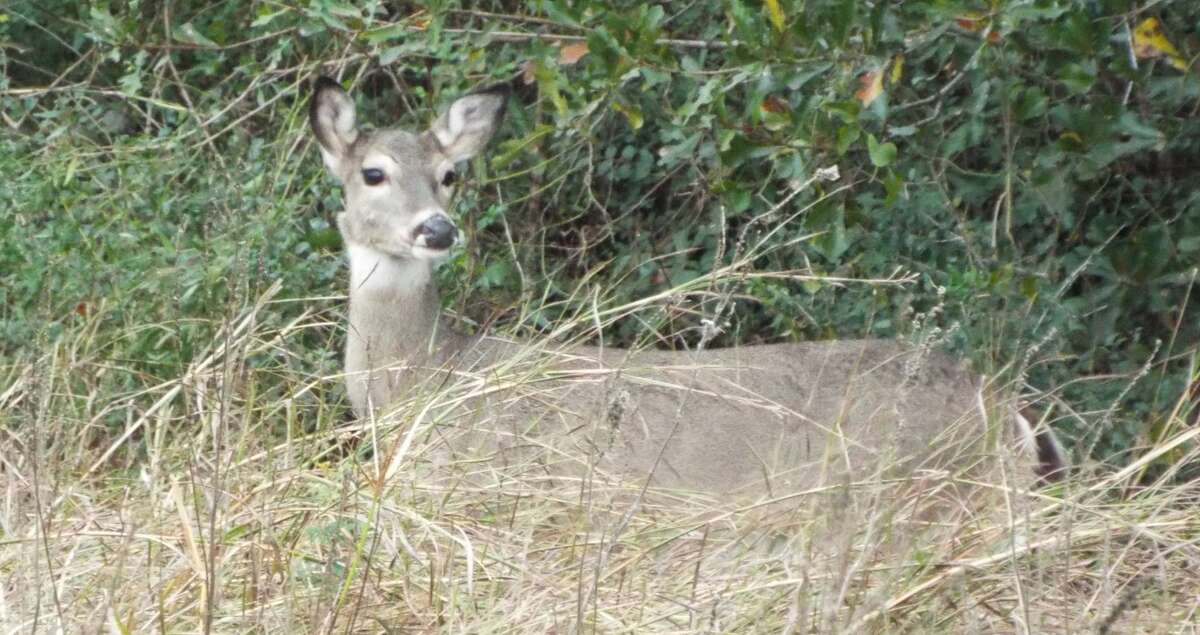 A white-tailed deer in Pearland, TX.
