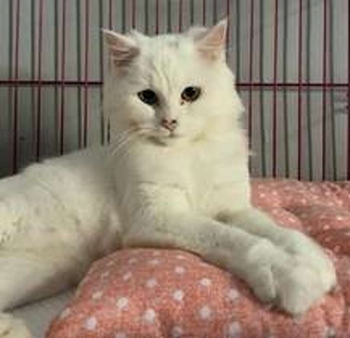 Pearl is among the cats from Beirut Lebanon available for adoption at the Mohawk Hudson Humane Society.