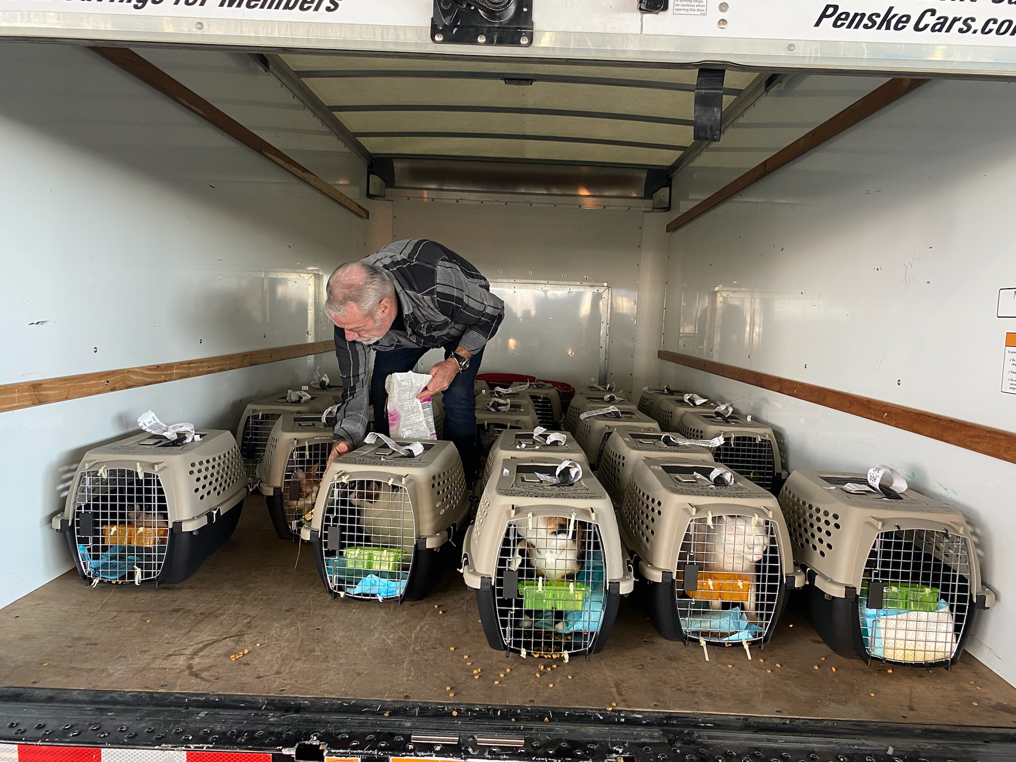 Cats rescued from Beirut, Lebanon find a home at local shelter