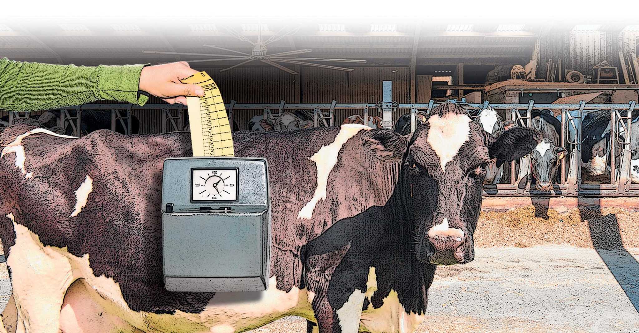 A VERY DIFFERENT ANIMAL intelligence overview